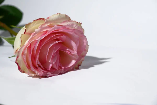 Όμορφο Τριαντάφυλλο Λουλούδι Φωτεινό Φόντο Έννοια Του Καλοκαιριού Κοντινή Θέα — Φωτογραφία Αρχείου