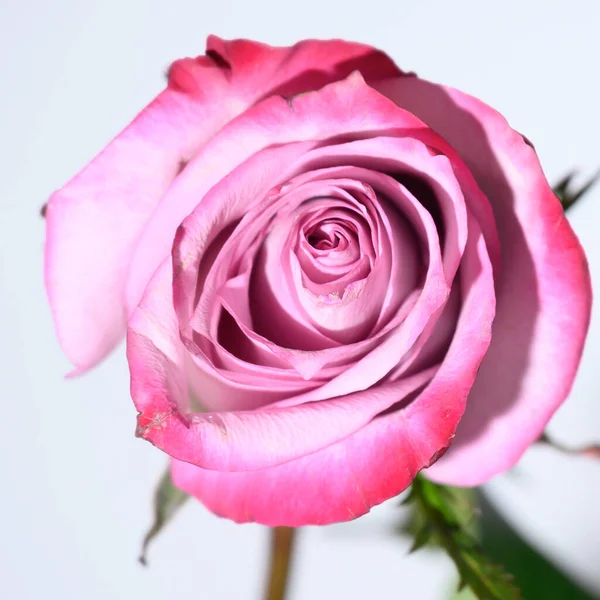 Bela Rosa Flor Fundo Brilhante Conceito Verão Vista Perto — Fotografia de Stock