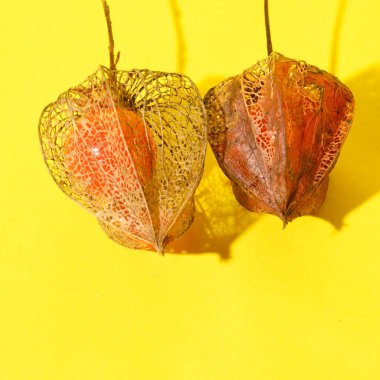 Parlak arka plan portakalında taze taze bitki salatası.