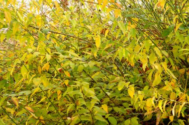 Sarı yapraklı sonbahar ağacı dalları, yakın görüş