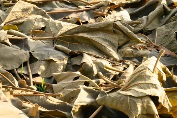 Outono Folhas Caídas Chão Vista Próxima — Fotografia de Stock