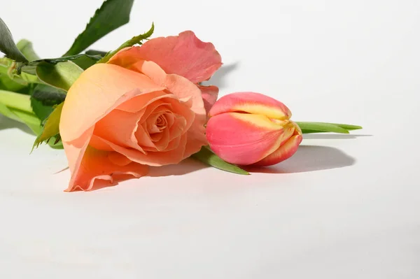Όμορφο Φρέσκο Τριαντάφυλλο Και Τουλίπα Φωτεινό Φόντο Καλοκαιρινό Concept Κοντινή — Φωτογραφία Αρχείου