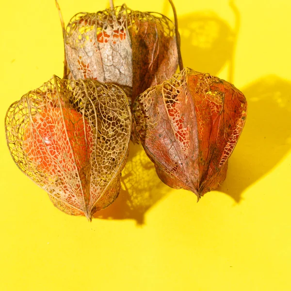 Physalis Mûr Frais Sur Fond Lumineux Orange — Photo