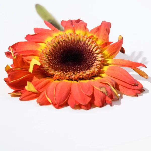 Bellissimo Fiore Gerbera Sfondo Luminoso Concetto Estivo Vista Vicino — Foto Stock