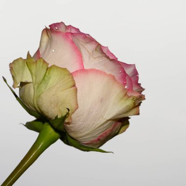 Parlak arka planda güzel bir gül çiçeği, yaz konsepti, yakın görüş  