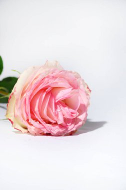 Parlak arka planda güzel bir gül çiçeği, yaz konsepti, yakın görüş  