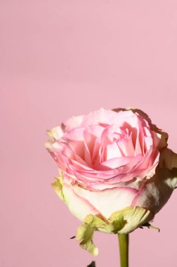 Parlak arka planda güzel bir gül çiçeği, yaz konsepti, yakın görüş  