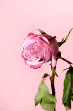 Parlak arka planda güzel bir gül çiçeği, yaz konsepti, yakın görüş  