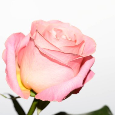 Parlak arka planda güzel bir gül çiçeği, yaz konsepti, yakın görüş  