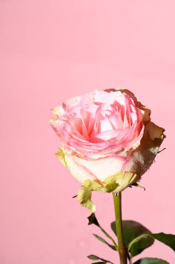 Parlak arka planda güzel bir gül çiçeği, yaz konsepti, yakın görüş  