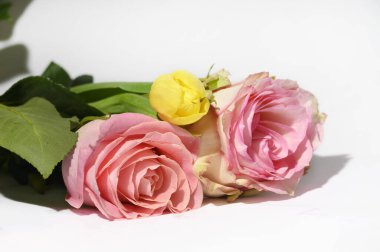 Parlak arka planda güzel taze güller ve lale, yaz konsepti, yakın manzara  