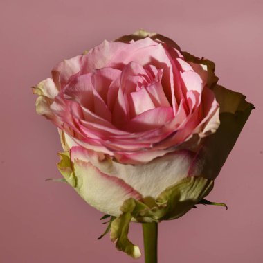 Parlak arka planda güzel bir gül çiçeği, yaz konsepti, yakın görüş  