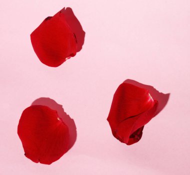 Hafif arka planda taze gül yaprakları, romantik konsept, yakın görüş  