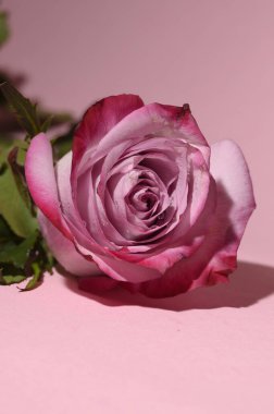 Parlak arka planda güzel bir gül çiçeği, yaz konsepti, yakın görüş  