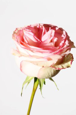 Parlak arka planda güzel bir gül çiçeği, yaz konsepti, yakın görüş  