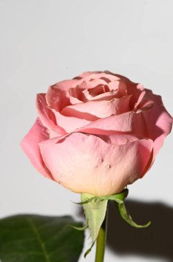 Parlak arka planda güzel bir gül çiçeği, yaz konsepti, yakın görüş  