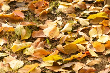 Yere düşen sonbahar yaprakları, yakın görüş 