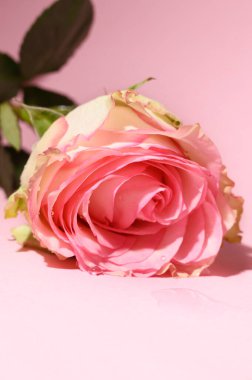 Parlak arka planda güzel bir gül çiçeği, yaz konsepti, yakın görüş  