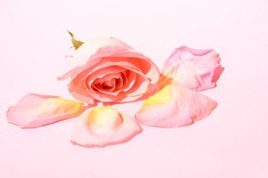 Hafif arka planda gül yaprakları, romantik konsept, yakın görüş  