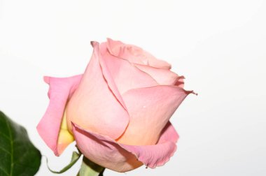 Parlak arka planda güzel bir gül çiçeği, yaz konsepti, yakın görüş  