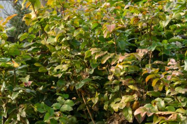 Güneşli yaz gününde bahçede yetişen yeşil yapraklı güzel bitkiler. 