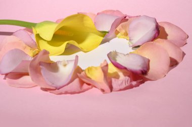 Açık arkaplanda zambak bulunan taze gül yaprakları, romantik konsept, yakın görüş  