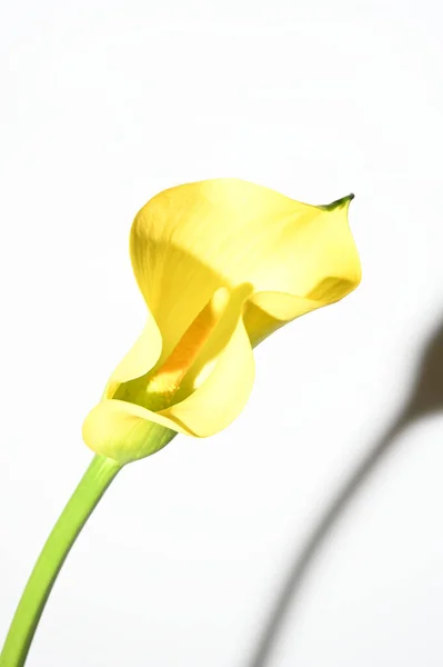 明るい背景夏のコンセプトに美しいコラユリの花 — ストック写真