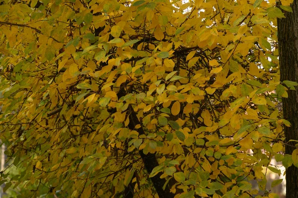 Autumn Tree Branches Yellow Leaves Close View — Stock Photo, Image