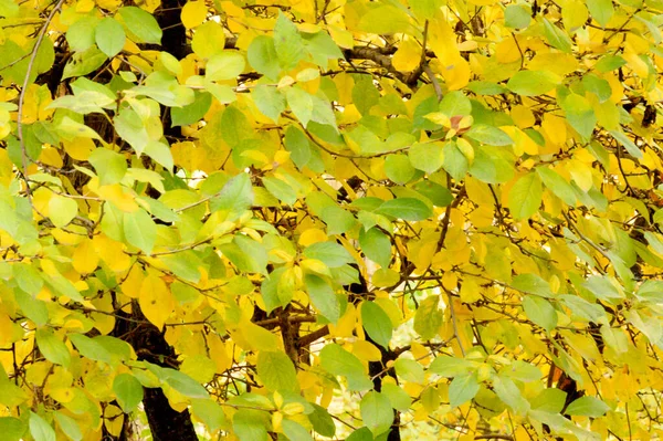 Äste Herbst Mit Gelben Blättern Nahsicht — Stockfoto