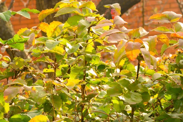 Ramas Árboles Otoño Con Hojas Amarillas Vista Cercana — Foto de Stock