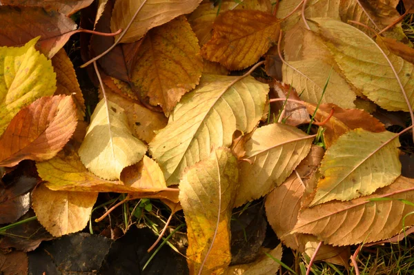 Autunno Foglie Cadute Terra Vista Vicino — Foto Stock