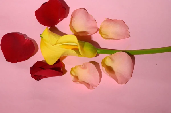 Ramka Świeżych Pięknych Płatków Kwiatów Róży Calla Lilia Jasnym Tle — Zdjęcie stockowe
