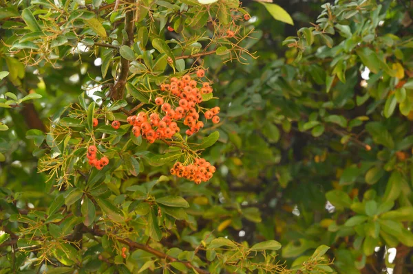 Picturesque View Beautiful Tree Branches Green Leaves Berries Sunny Day — Stock Photo, Image