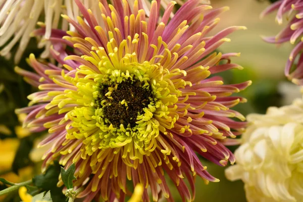 Bellissimi Fiori Che Crescono Giardino Estate Giornata Sole — Foto Stock