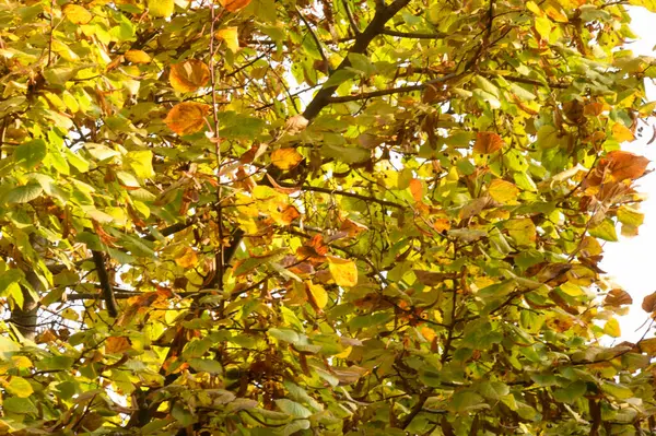 Branches Arbre Automne Avec Feuilles Jaunes Vue Rapprochée — Photo