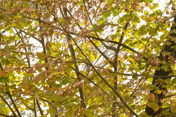 Branches Arbre Automne Avec Feuilles Jaunes Vue Rapprochée — Photo