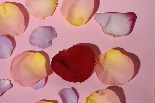 Fresh beautiful rose flower petals on light background, romantic concept, close view