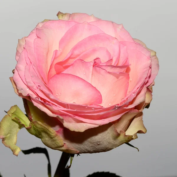 Hermosa Flor Rosa Sobre Fondo Brillante Concepto Verano Vista Cercana — Foto de Stock