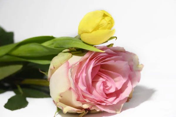 Όμορφο Φρέσκο Τριαντάφυλλο Και Τουλίπα Φωτεινό Φόντο Καλοκαιρινό Concept Κοντινή — Φωτογραφία Αρχείου
