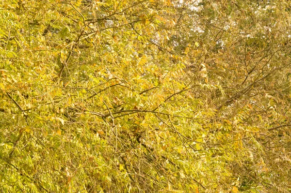 Ramos Árvore Outono Com Folhas Amarelas Vista Próxima — Fotografia de Stock