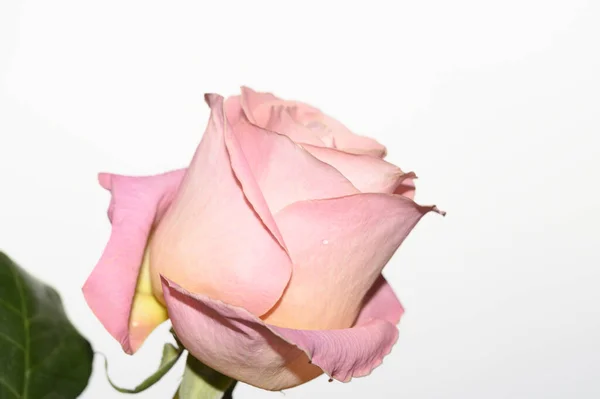 Hermosa Flor Rosa Sobre Fondo Brillante Concepto Verano Vista Cercana —  Fotos de Stock