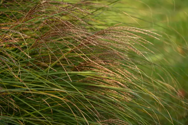 Mooie Groene Planten Groeien Tuin Zomer Zonnige Dag — Stockfoto