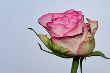 Gökyüzünde güzel bir gül arka planda, yaz konsepti, yakın manzara  