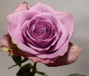 Işıklı arka planda güzel bir gül, yaz konsepti, yakın manzara  