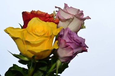 Gökyüzü arka planında güzel güller, yaz konsepti, yakın manzara  