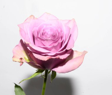 Işıklı arka planda güzel bir gül, yaz konsepti, yakın manzara  