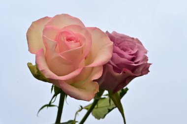 Gökyüzü arka planında güzel güller, yaz konsepti, yakın manzara  