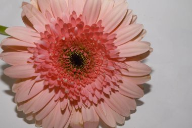 Aydınlık arkaplanda güzel Gerbera, yakın görünüm  