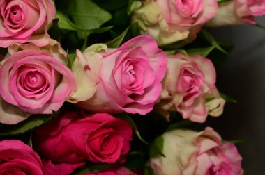 Koyu arkaplanda güzel güller, yaz konsepti, yakın manzara  