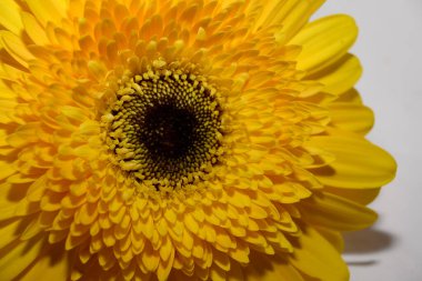 Aydınlık arkaplanda güzel Gerbera, yakın görünüm  